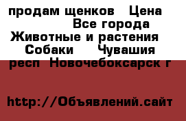 продам щенков › Цена ­ 15 000 - Все города Животные и растения » Собаки   . Чувашия респ.,Новочебоксарск г.